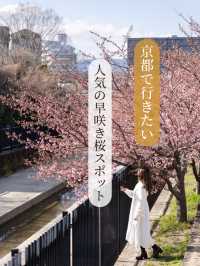 【京都府/伏見】京都で行きたい人気の早咲き桜スポット