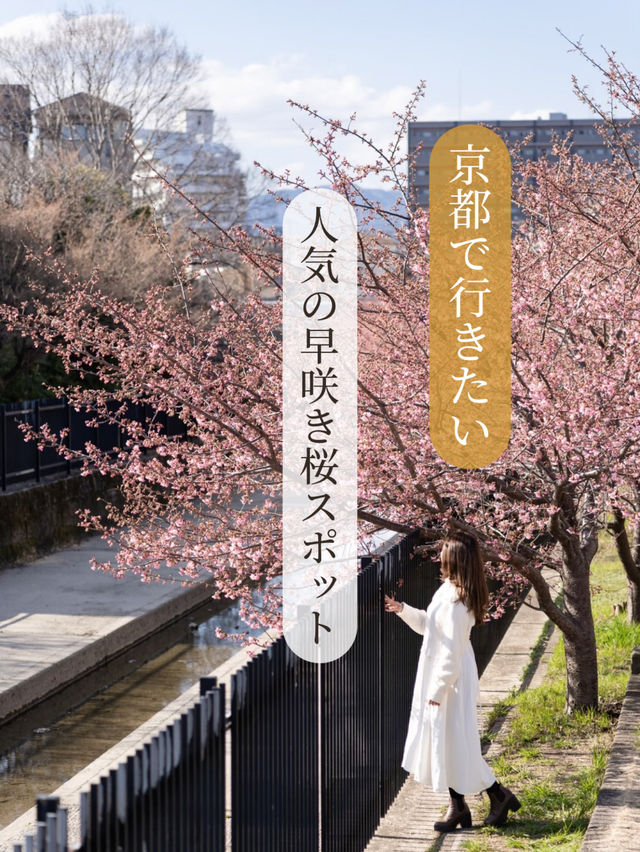 【京都府/伏見】京都で行きたい人気の早咲き桜スポット