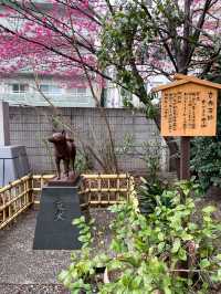 【東京】蔵前神社の早咲き桜とミモザの絶景コラボ