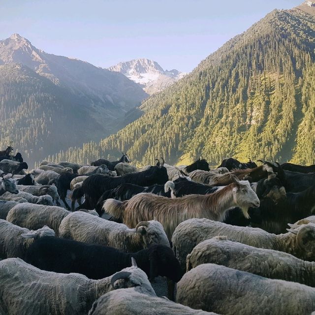 Sonamarg - "Switzerland" in India