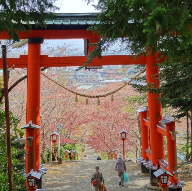 富士山と山梨の桜🌸新倉山浅間公園