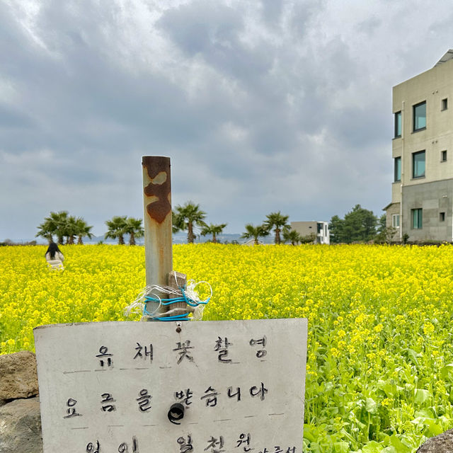 제주도 서귀포 산방산 유채꽃 🌼