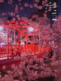 総距離4km‼️川沿いの道のりを歩いて桜を堪能しよう🌸花見クルーズもある⁉️※撮影ポイント(場所)情報付き