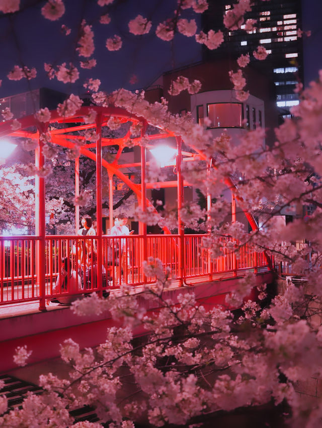 総距離4km‼️川沿いの道のりを歩いて桜を堪能しよう🌸花見クルーズもある⁉️※撮影ポイント(場所)情報付き
