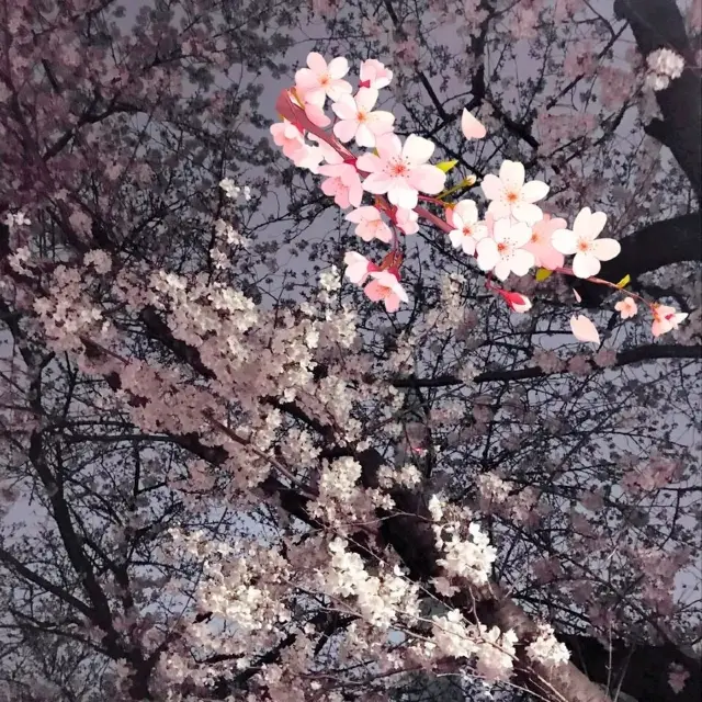 ❣️🌸Meguro River Night Illumination