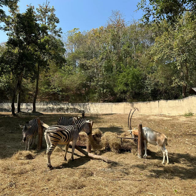 【倫敦動物園】值回票價的絕佳動物園