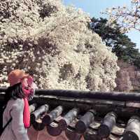 【慶州 佛國寺】世界文化遺產 賞櫻熱門地點🌸