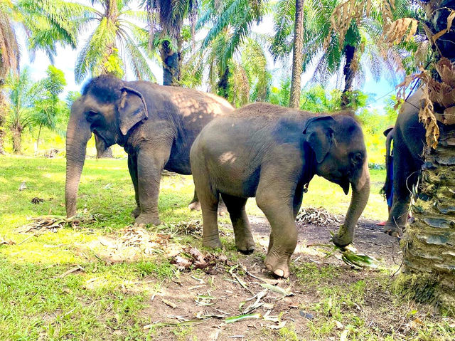 Krabi Elephant Heaven