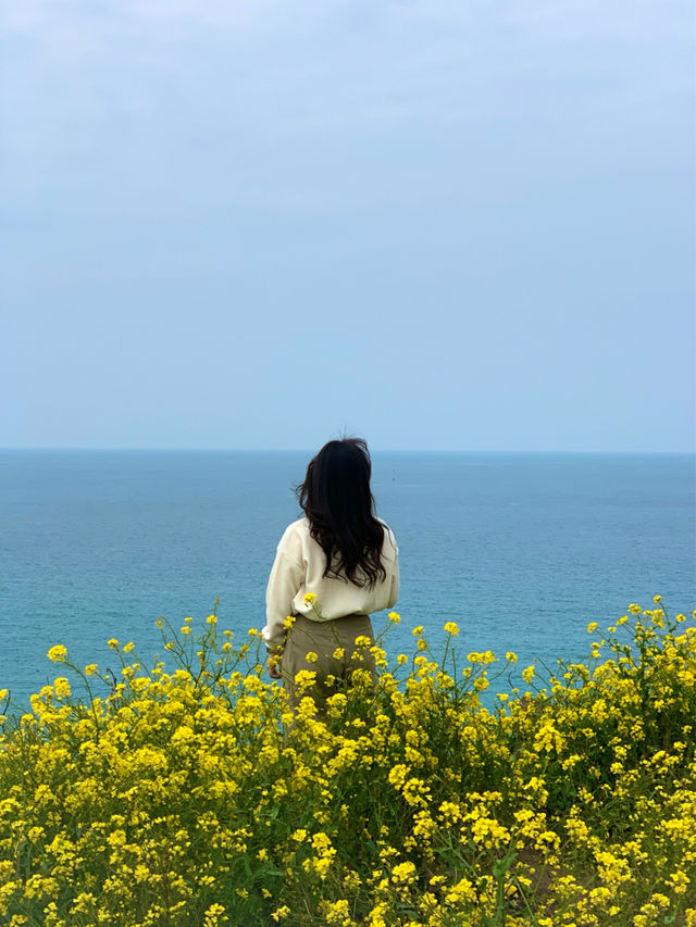 제주 유채꽃 명소 함덕 서우봉
