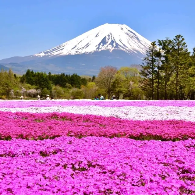 Fuji Shibazakura Festival ยามานาชิ