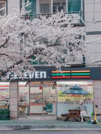 Yeojwacheon Stream จุดชมพ็อตกตเกาหลีกว่า 4 แสนต้น