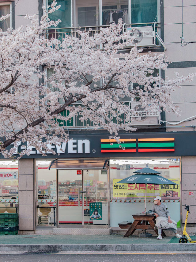 Yeojwacheon Stream จุดชมพ็อตกตเกาหลีกว่า 4 แสนต้น