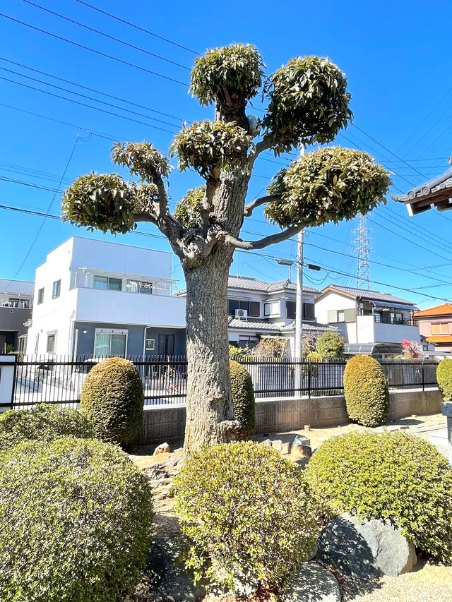 【下組稲荷神社/埼玉県】親狐に挟まれた子狐が可愛らしい