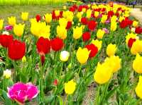 Tulip & Sunflower Garden 