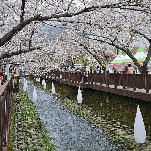 驚心動魄的鎮海櫻花🌸