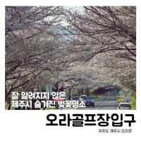 🌸 비밀의 벚꽃 길, 오라골프장입구에서의 봄날 산책