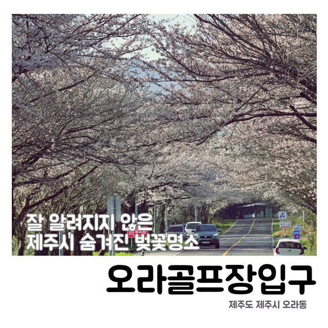 🌸 비밀의 벚꽃 길, 오라골프장입구에서의 봄날 산책