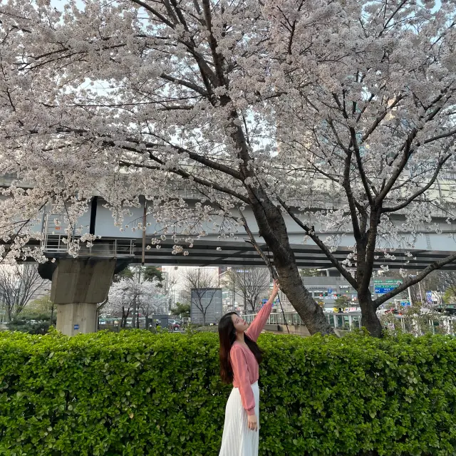 한산한 벚꽃 구경 스팟 추천 중랑장미공원💕