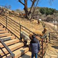 Alpaca World in Seoul