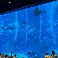 シンガポール　シーアクアリウム