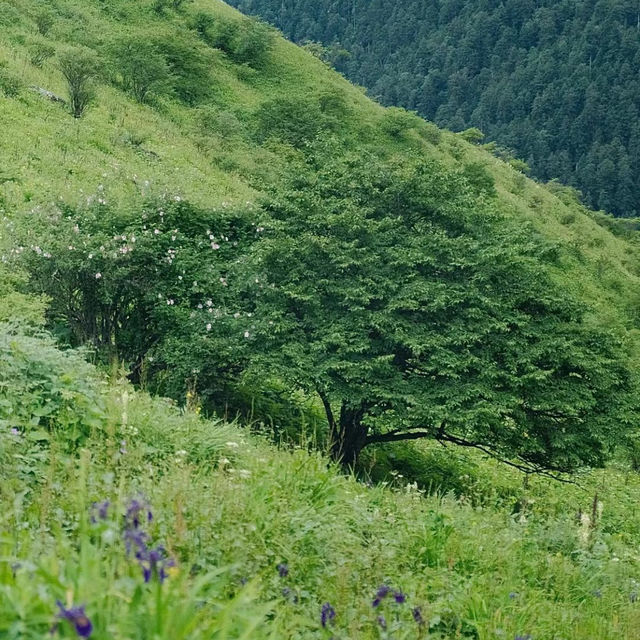 阿公店森林公園：大自然的寶藏與休憩之地 🌳🌿