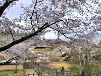 🌸 ซากุระบานที่สวนกวางนารา 🌸