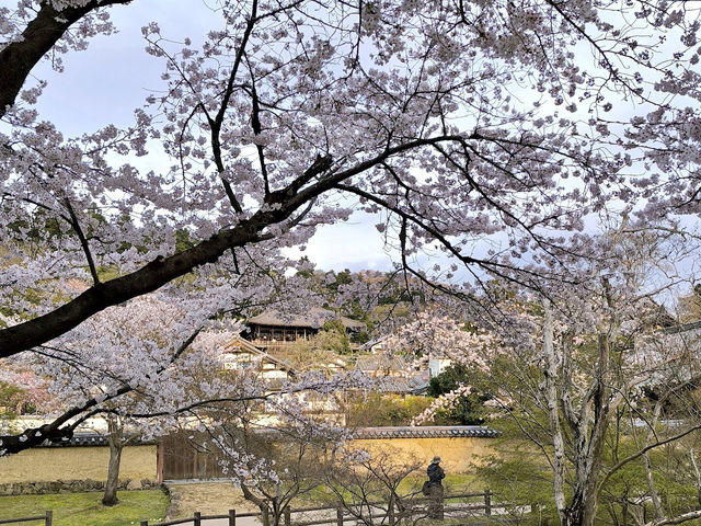🌸 ซากุระบานที่สวนกวางนารา 🌸