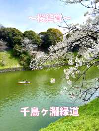 東京　東京観光　千鳥ヶ淵緑道の桜並木は最高！