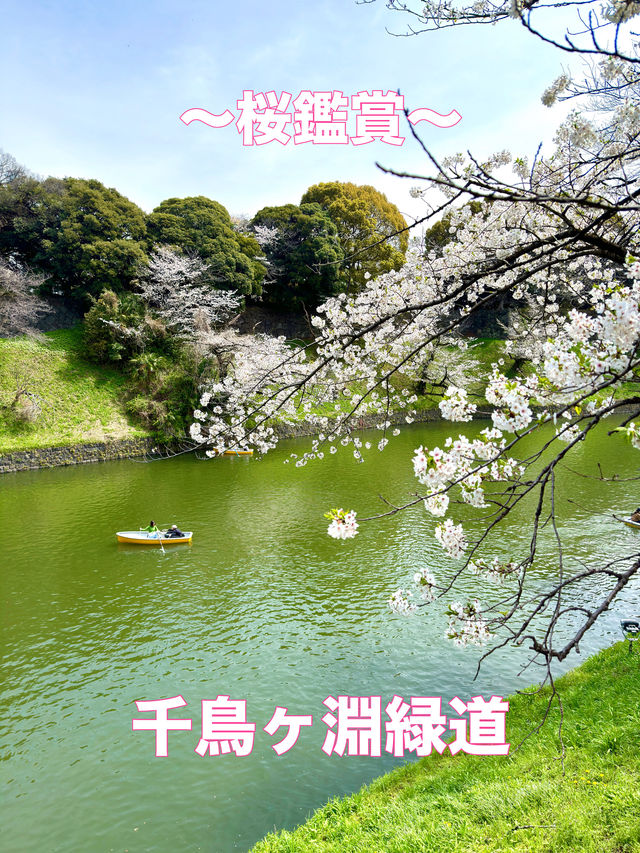 東京　東京観光　千鳥ヶ淵緑道の桜並木は最高！