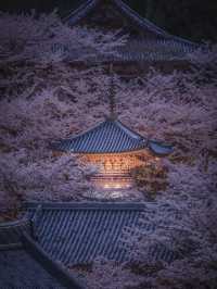 奈良樱花大佛：春日裏的靈魂洗禮