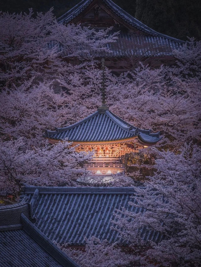 奈良樱花大佛：春日裏的靈魂洗禮