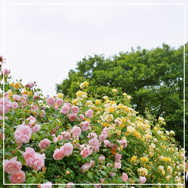 봄에 꼭 가봐야 할 전주수목원 장미원🌹