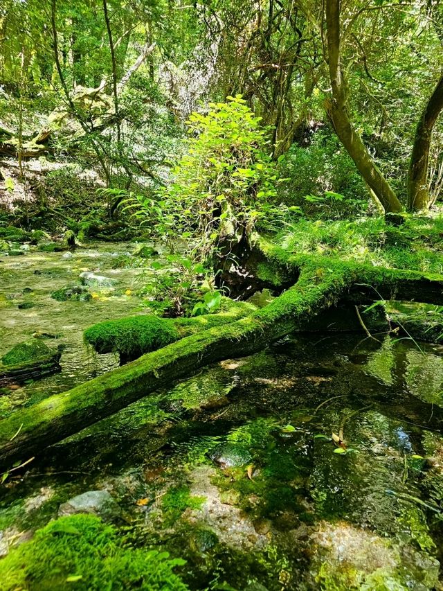 【熊本/ジブリの世界】秘境にあった、美しすぎる水源✨️