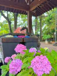 【群馬】戌・亥年の方に行ってほしい!!御朱印がかわいい🤍紫陽花見頃なパワスポ✨