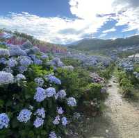 高家繡球花第三園區 萬里 陽明山 夏天必賞