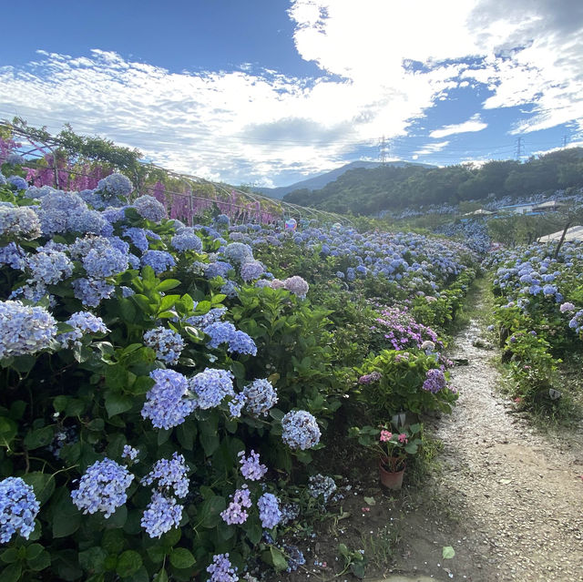 高家繡球花第三園區 萬里 陽明山 夏天必賞