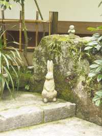 今が見頃！2024年明月院　紫陽花の見頃情報