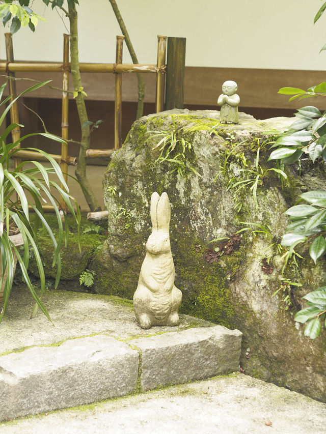今が見頃！2024年明月院　紫陽花の見頃情報