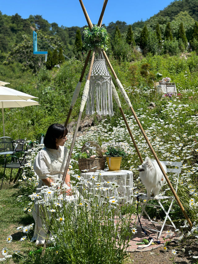 데이지 가득 핀 동화속에 들어온 것만 같은 공주 카페🌿🤍