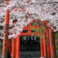 Feeling Blissful in Kyoto 🌸