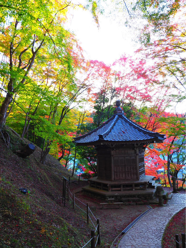 感動の紅葉が見れる🥺🍁香嵐渓🍁🥺