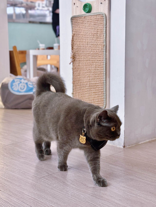 環境好好嘅貓cafe🐱