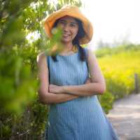 ทุ่งโปรงทอง