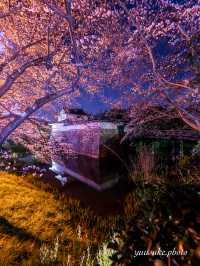 何もかも無料 ・水口城の夜桜🌸