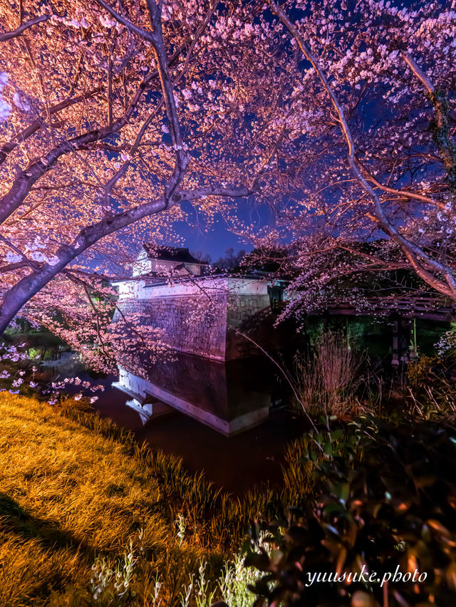 何もかも無料 ・水口城の夜桜🌸