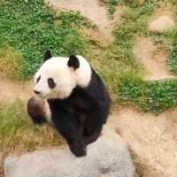 ดูแพนด้าที่ Ocean Park Hongkong 