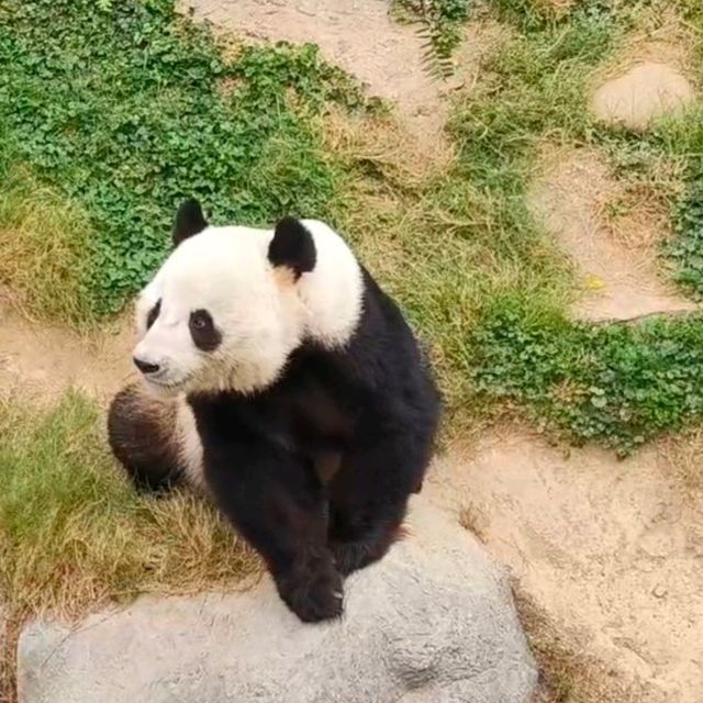ดูแพนด้าที่ Ocean Park Hongkong 