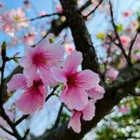 Cherry Blossom Flower Season at YangMingShan Taipei