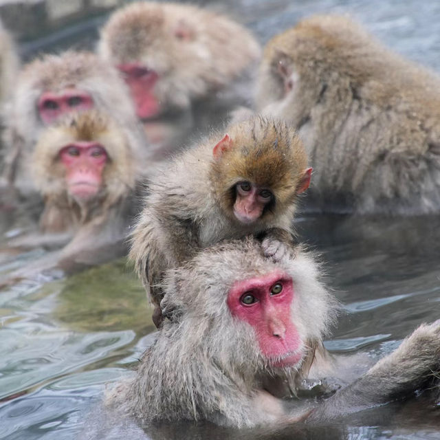 「平川動物公園」親近可愛動物，愉快親子時光！