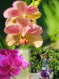 Year-Round Orchid Splendor: Discover Kuching's Orchid Park, a Blooming Paradise